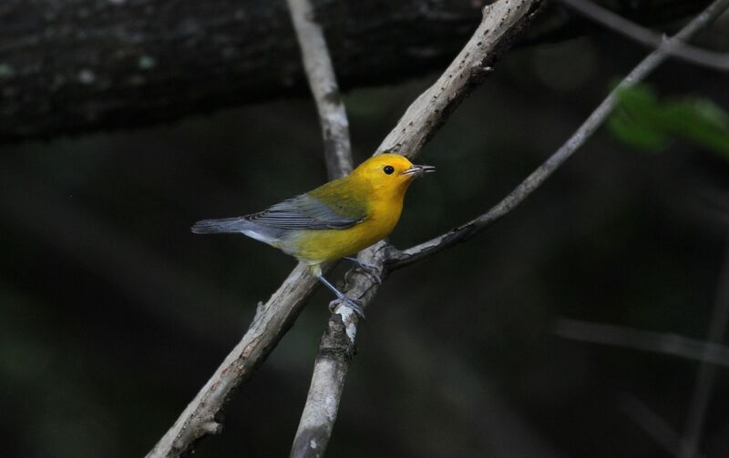 Prothonotary Warbler