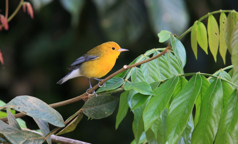 Prothonotary Warbler