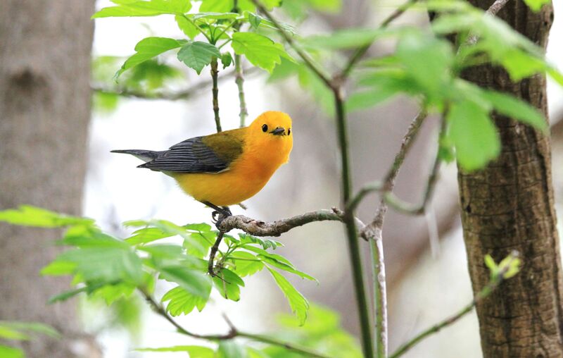 Prothonotary Warbler