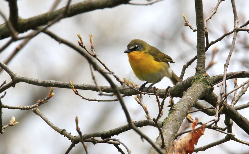 Yellow-breasted Chat