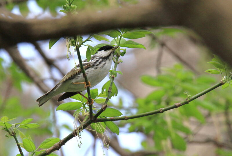 Blackpoll Warbler