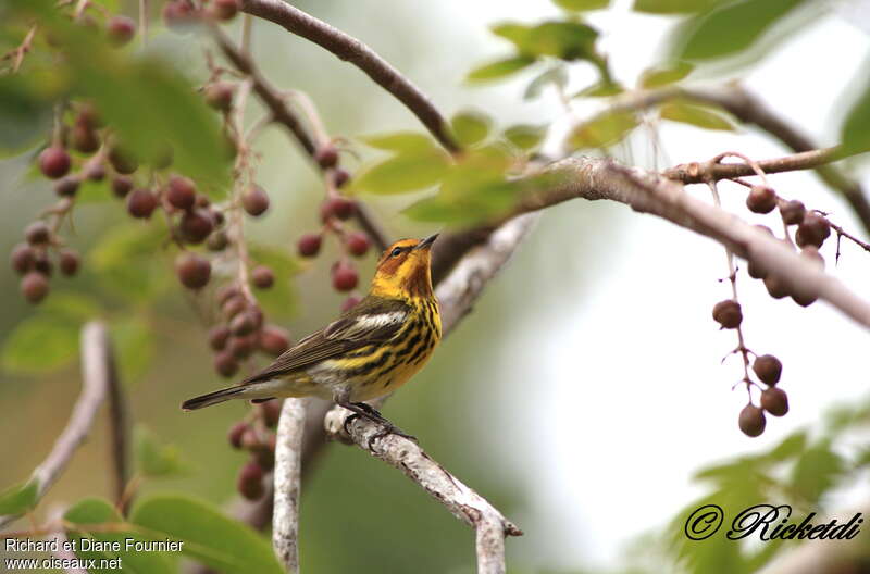 Cape May Warbler male adult, habitat, Behaviour