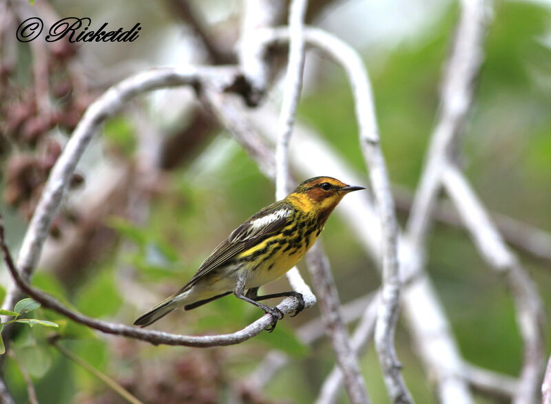 Cape May Warbler