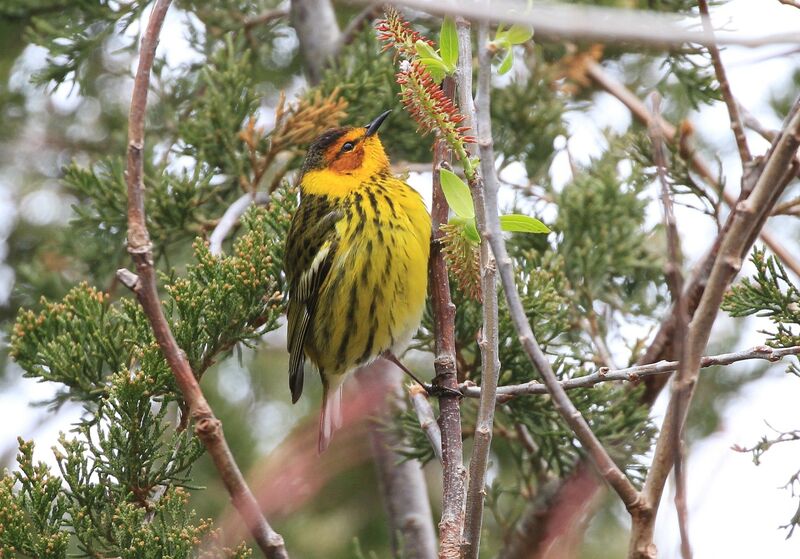 Cape May Warbler