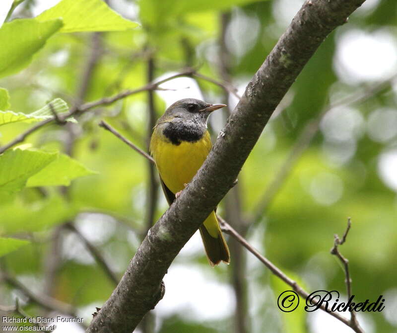 Mourning Warbler male adult, pigmentation, Behaviour