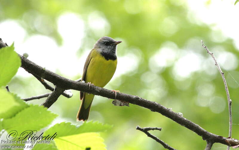 Mourning Warbler male adult breeding, pigmentation