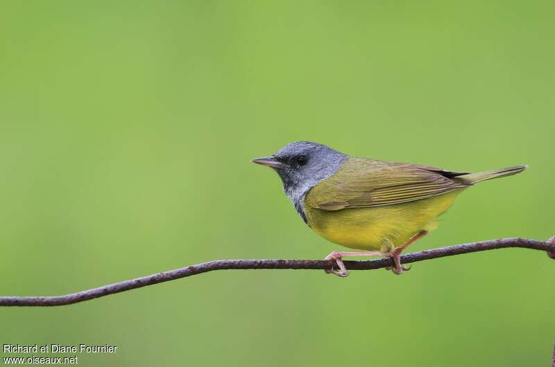 Mourning Warbler male adult, identification