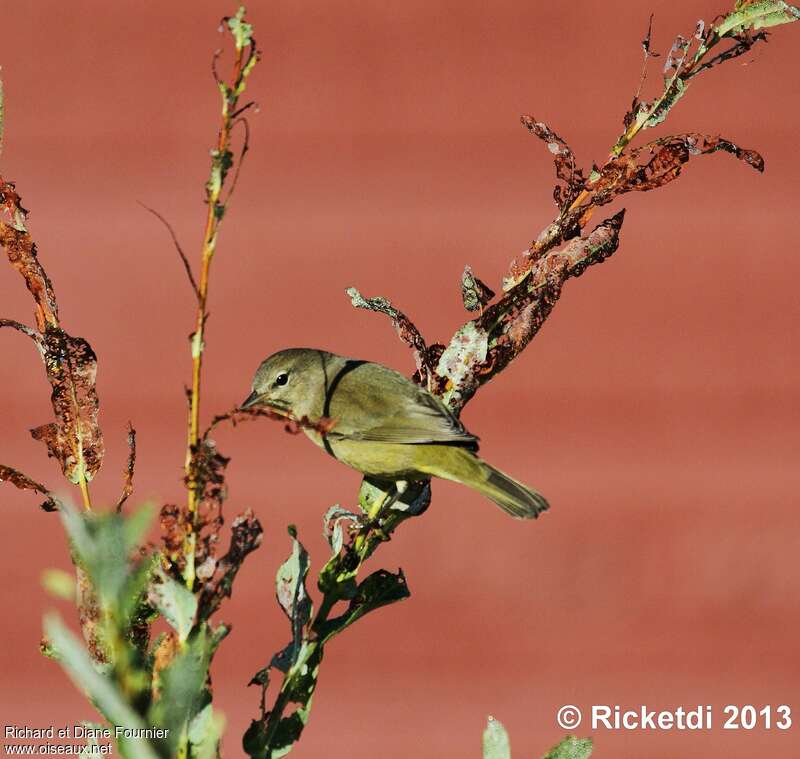 Orange-crowned Warbler, identification