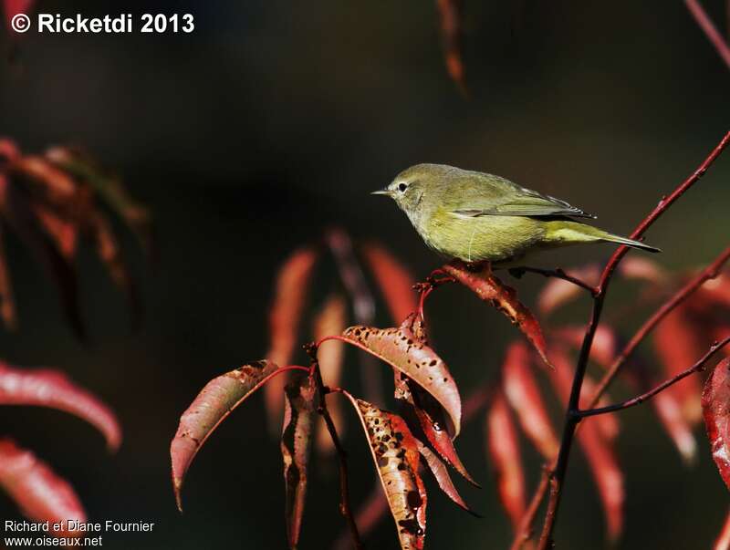 Orange-crowned Warbler, identification