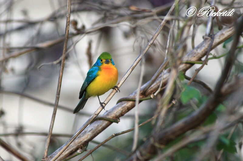 Passerin arc-en-ciel