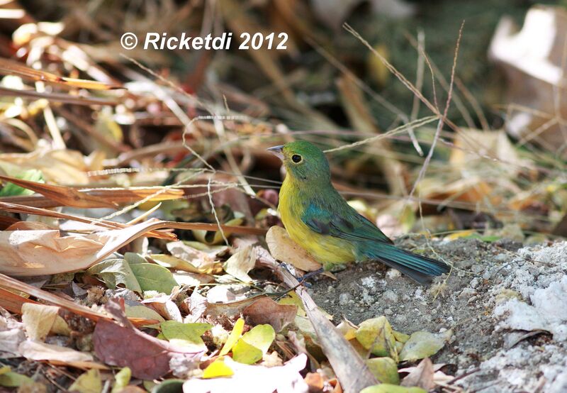 Orange-breasted Bunting female