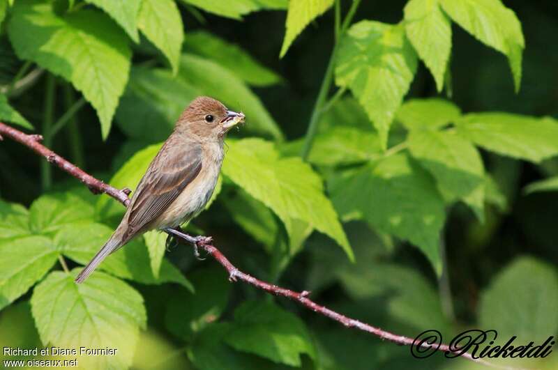 Passerin indigo femelle adulte, identification