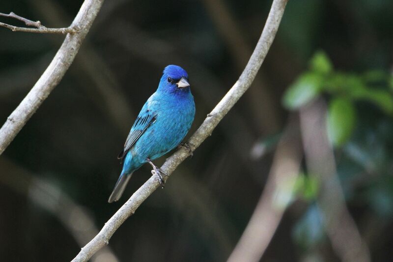 Passerin indigo