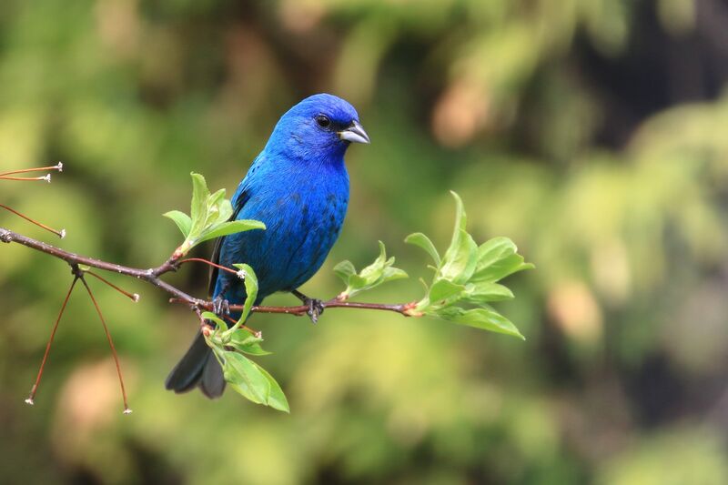 Passerin indigo