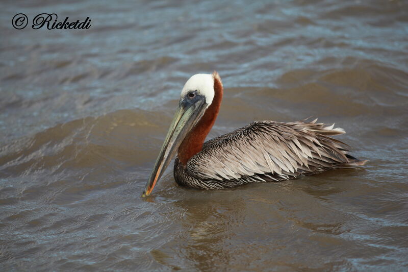 Brown Pelican