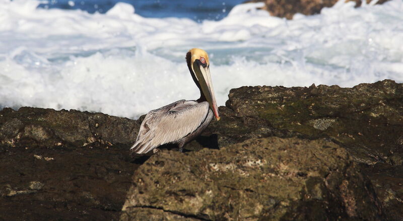 Brown Pelican