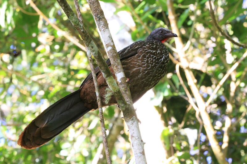 Band-tailed Guan