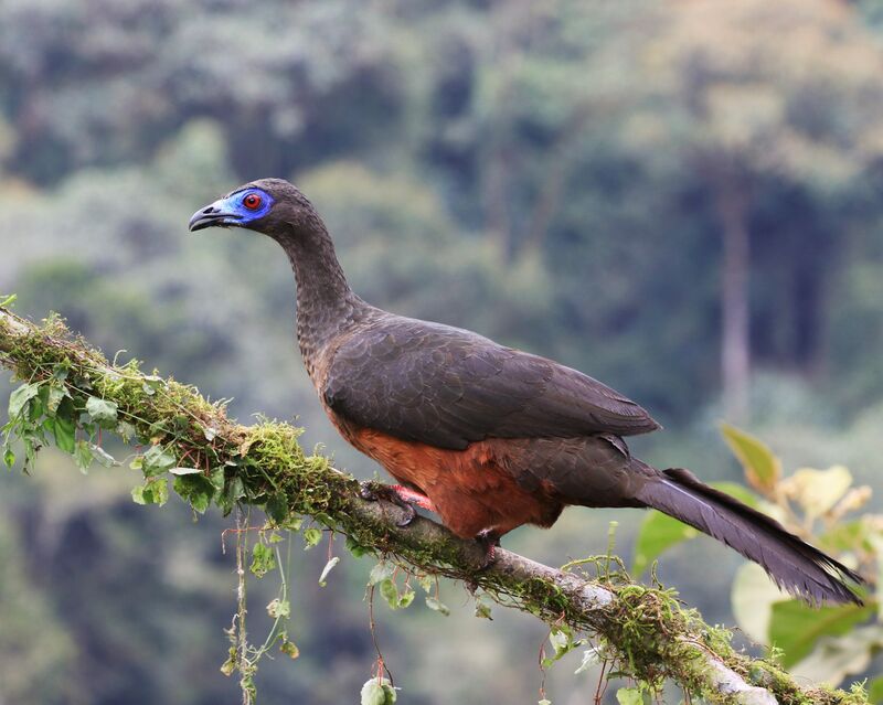 Sickle-winged Guan