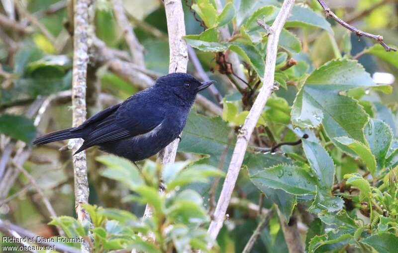 White-sided Flowerpiercer male adult, identification