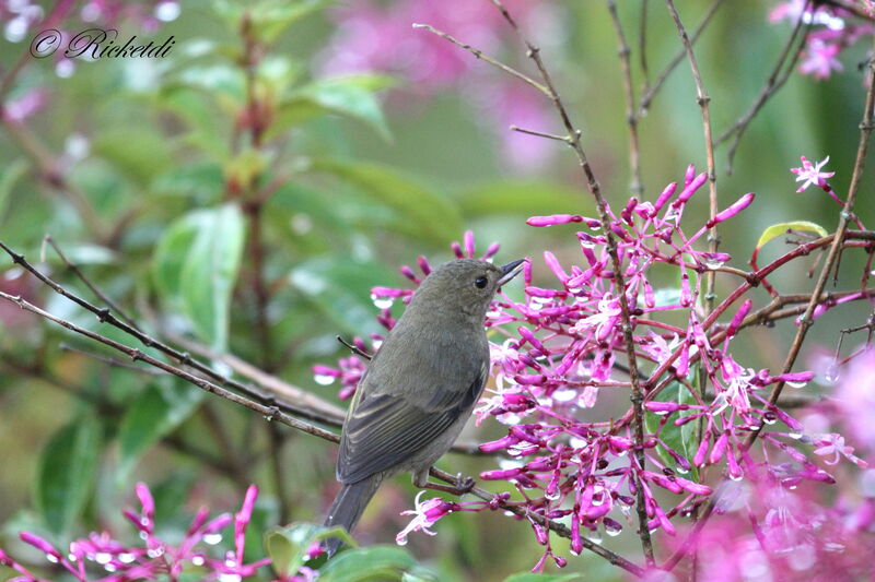 Slaty Flowerpiercer