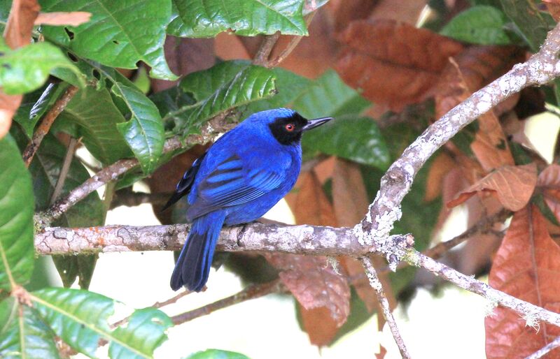 Masked Flowerpiercer