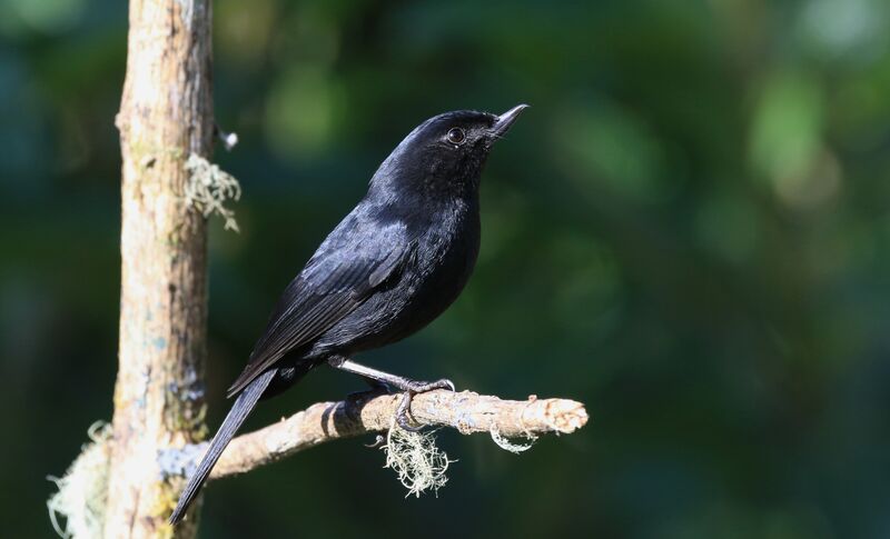 Black Flowerpiercer