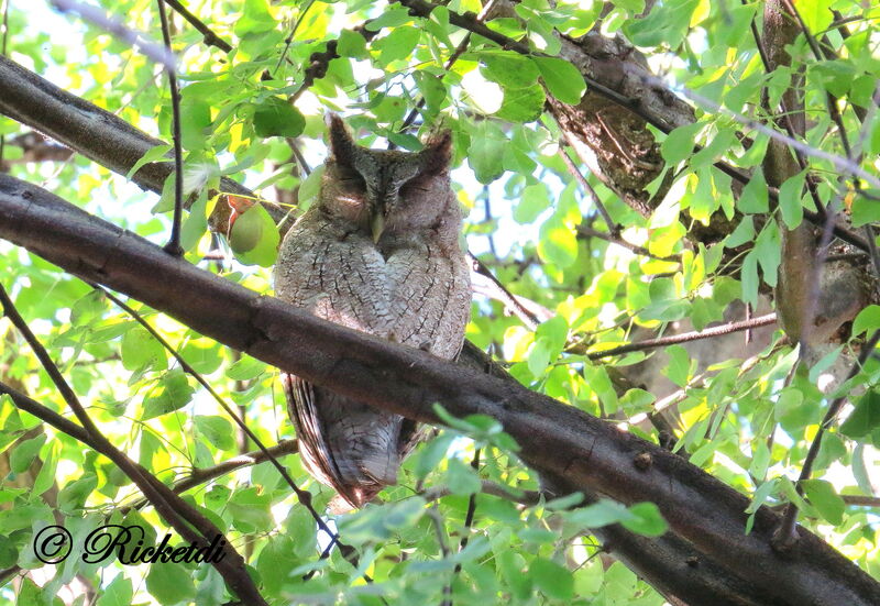 Pacific Screech Owl