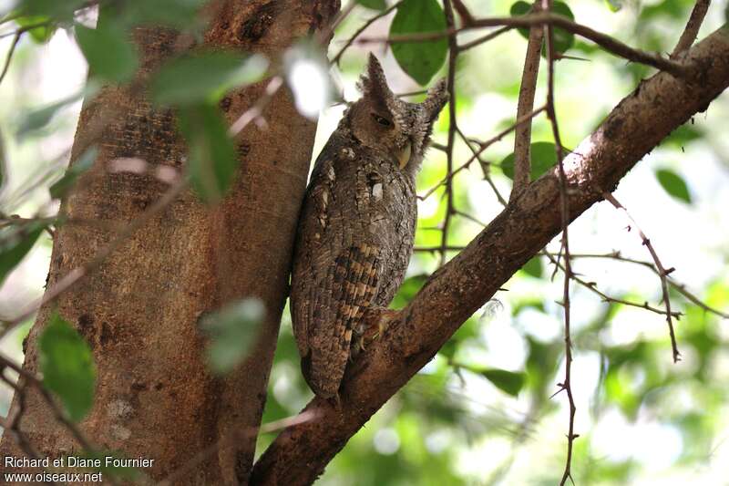 Pacific Screech Owladult, identification