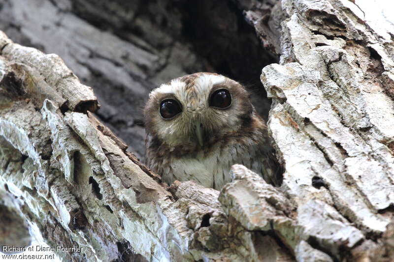 Bare-legged Owl