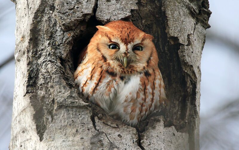 Eastern Screech Owl