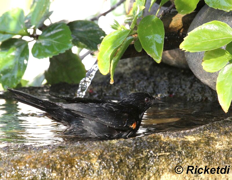 Tawny-shouldered Blackbird