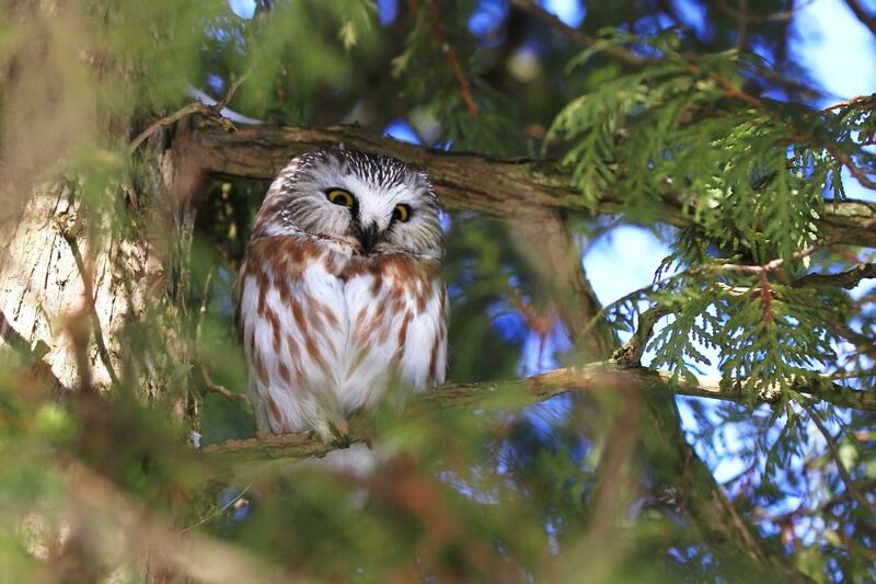 Northern Saw-whet Owl