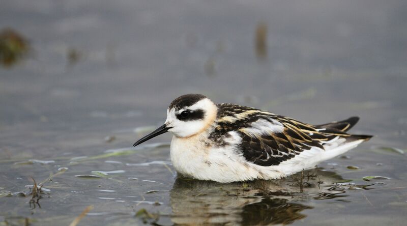 Phalarope à bec étroitjuvénile