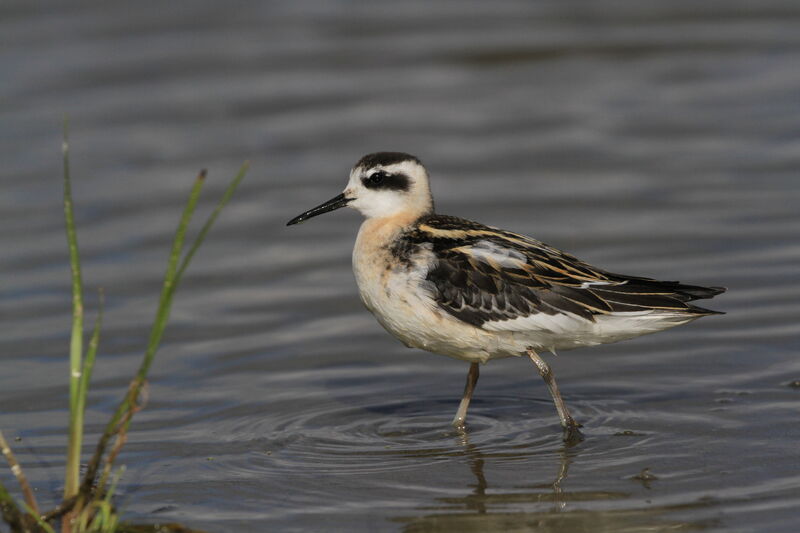 Phalarope à bec étroitjuvénile