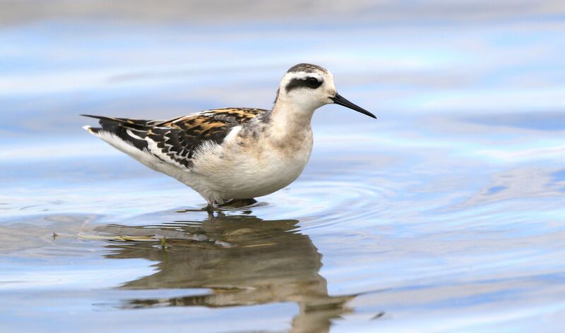 Red-necked Phalarope