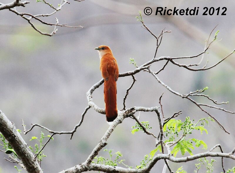 Squirrel Cuckoo