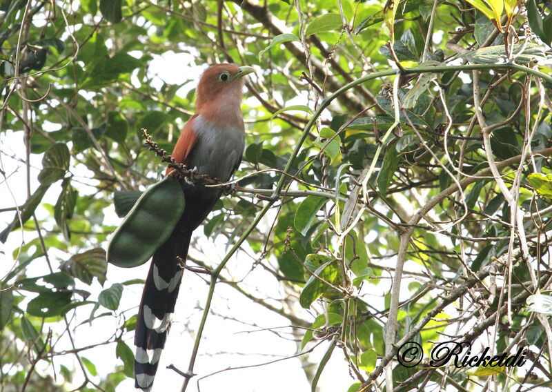 Squirrel Cuckoo