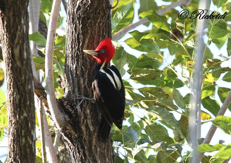 Pale-billed Woodpecker