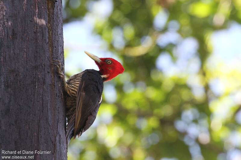 Pale-billed Woodpecker male adult, identification