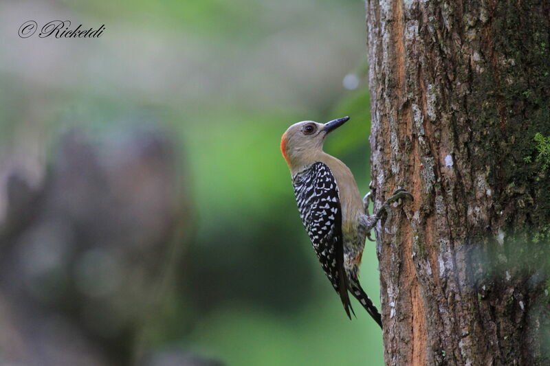 Red-crowned Woodpecker female