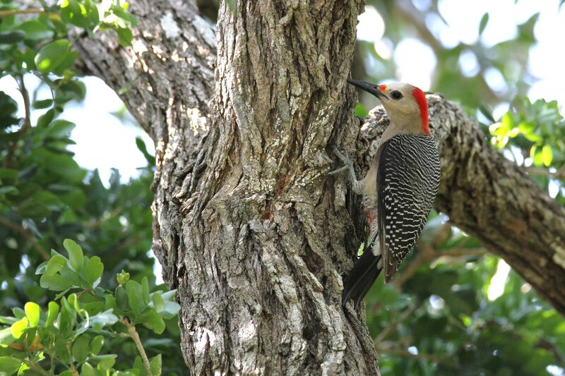 Golden-fronted Woodpecker