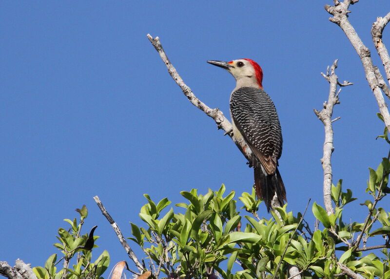 Golden-fronted Woodpecker