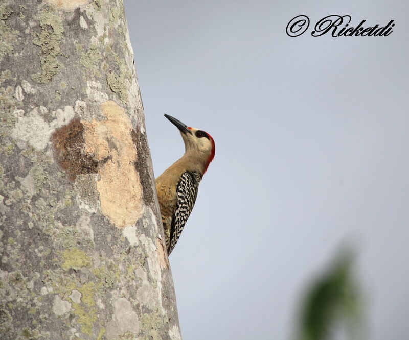 West Indian Woodpecker