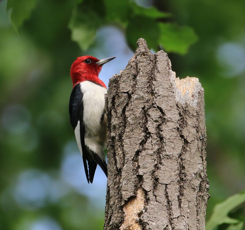 Red-headed Woodpecker