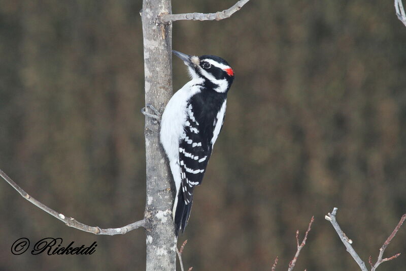 Hairy Woodpecker male