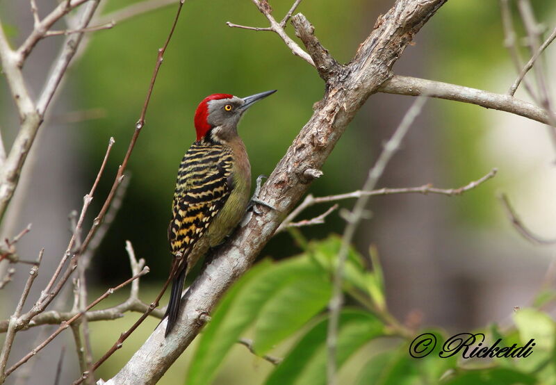 Hispaniolan Woodpecker male