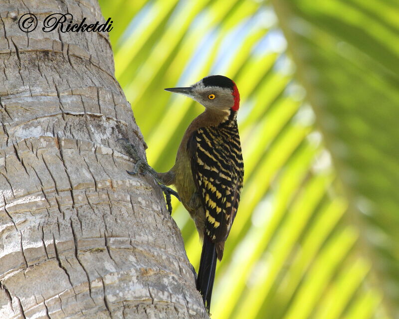 Hispaniolan Woodpecker female