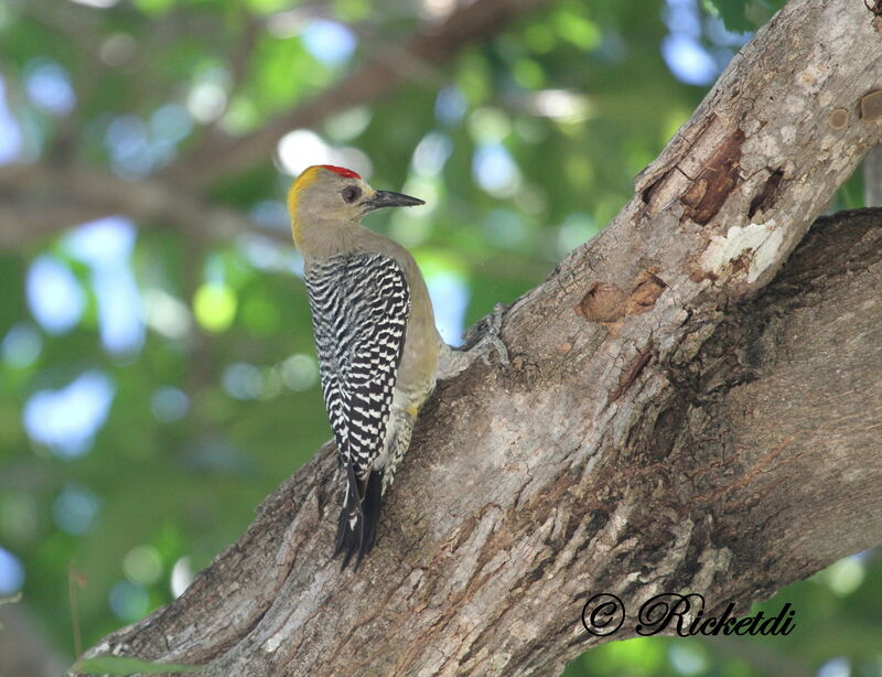 Hoffmann's Woodpecker male