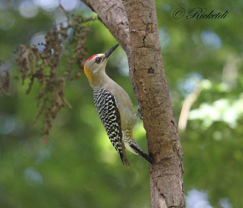 Hoffmann's Woodpecker male