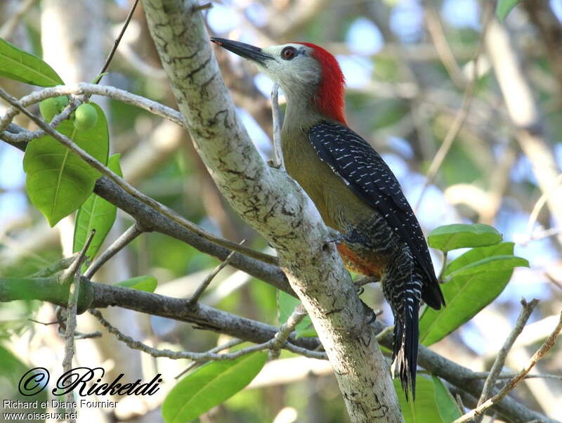 Pic de la Jamaïque mâle adulte, identification